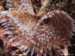 Diving in Roatan always provides photo opportunities like... by Steven Anderson 